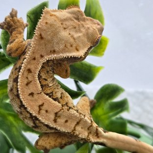 노멀 트라이 익스트림할리퀸 화이트스팟 드리피