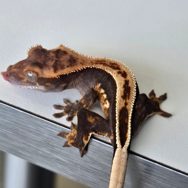 노멀 엠티백 쿼드 풀핀 핀스트라이프 슈퍼스트라이프