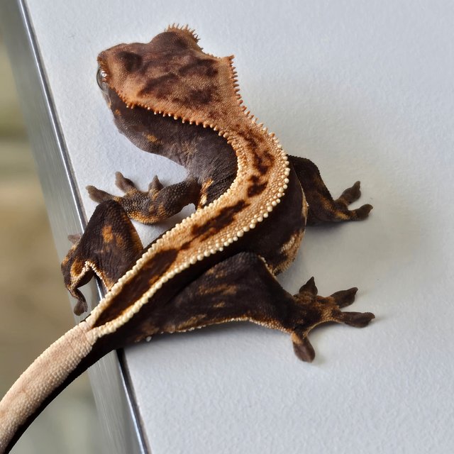 노멀 엠티백 쿼드 풀핀 핀스트라이프 슈퍼스트라이프