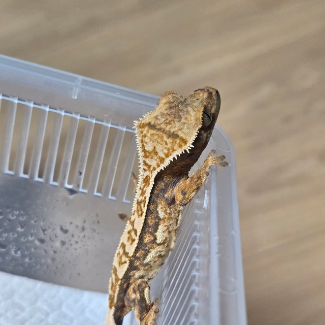 노멀 쿼드 젠젝스 나비스 트라이