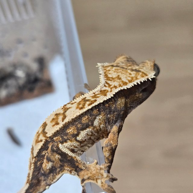 노멀 쿼드 젠젝스 나비스 트라이