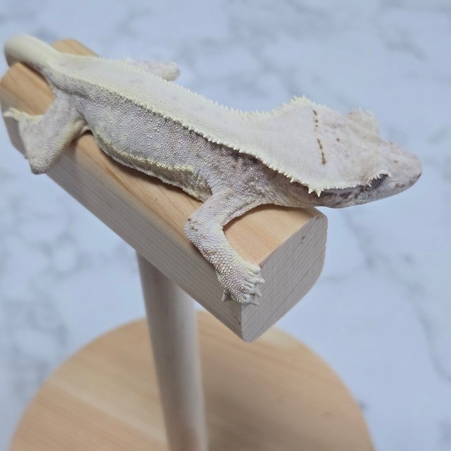 릴리화이트 드리피