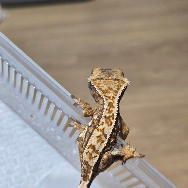 노멀 쿼드 젠젝스 나비스 트라이