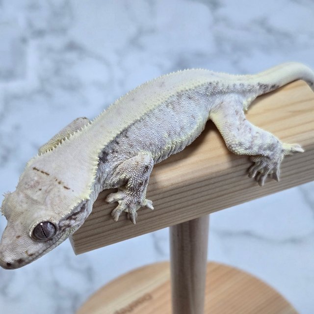 릴리화이트 드리피