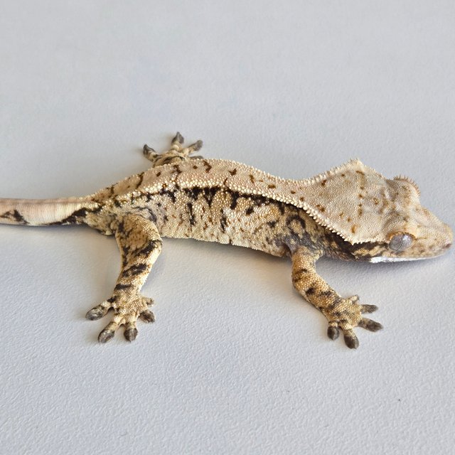 노멀 트라이 익스트림할리퀸 화이트스팟 드리피