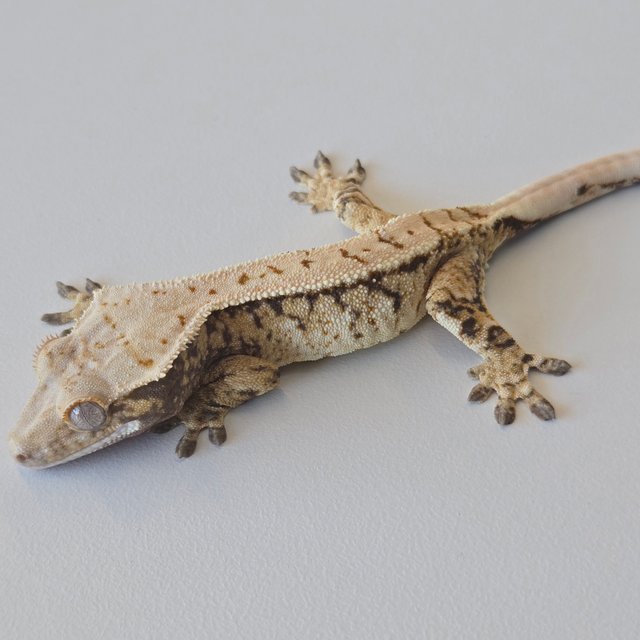 노멀 트라이 익스트림할리퀸 화이트스팟 드리피