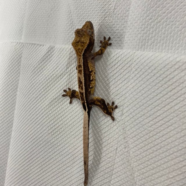 100%헷아잔틱 세이블