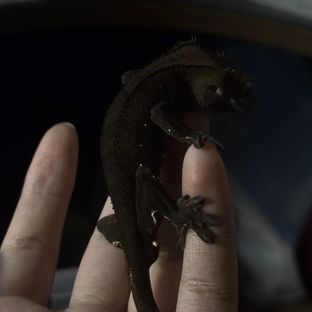 데몬