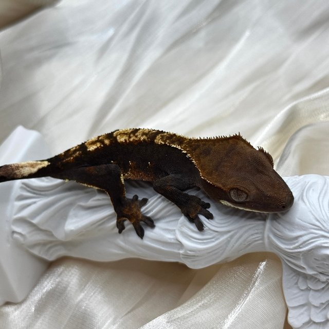 100%헷아잔틱 챠콜 플레임 알티