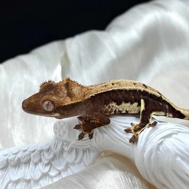 릴리100%헷아잔틱 챠콜