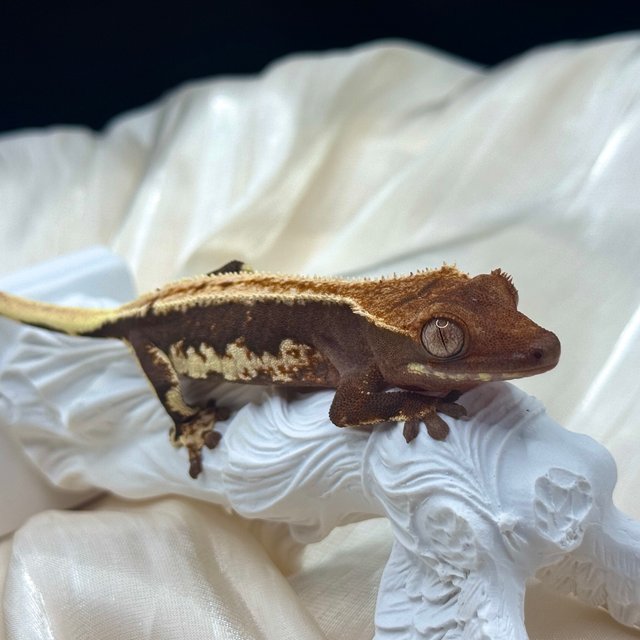 릴리100%헷아잔틱 챠콜