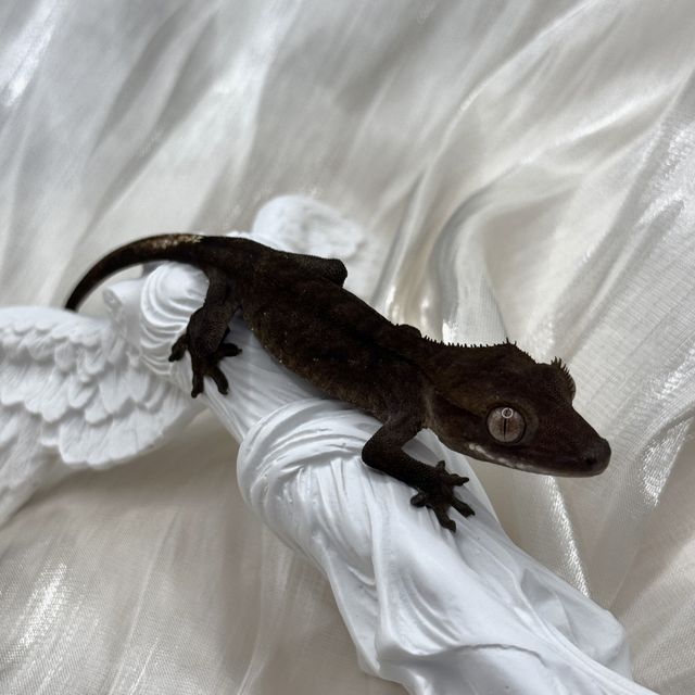 100%헷아잔틱 챠콜 패턴리스