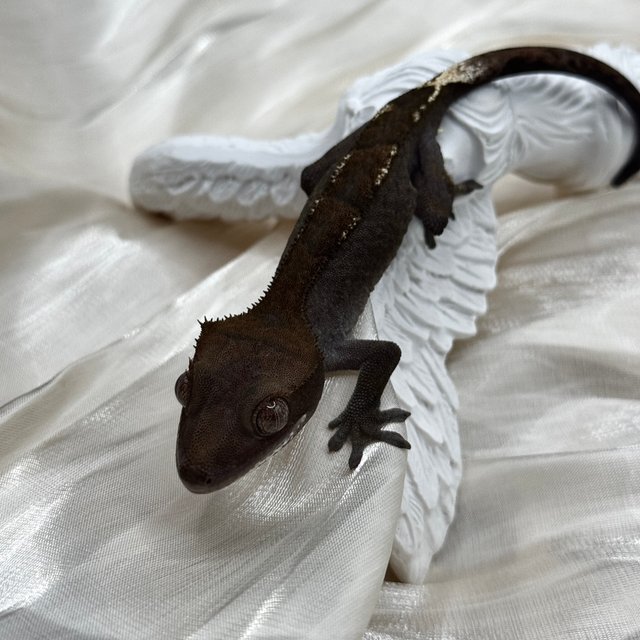 100%헷아잔틱 팬텀 챠콜 카푸치노