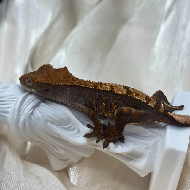 100%헷아잔틱 플레임 챠콜