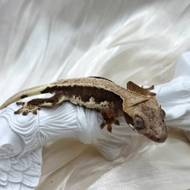 릴리100%헷아잔틱