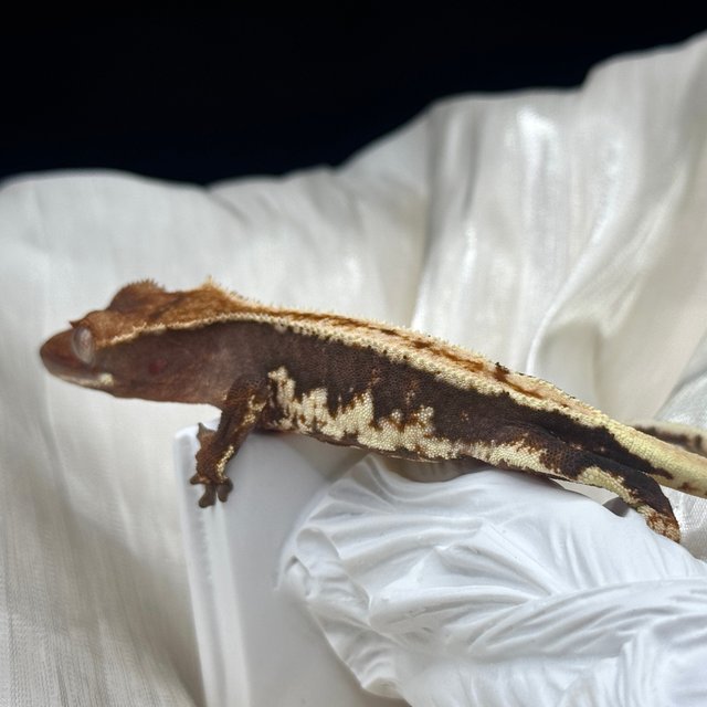 릴리100%헷아잔틱 챠콜