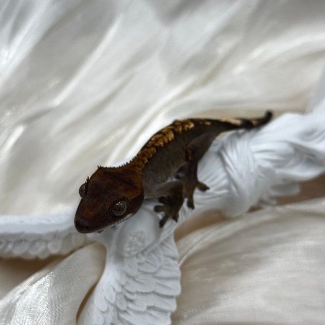 100%헷아잔틱 챠콜 플레임