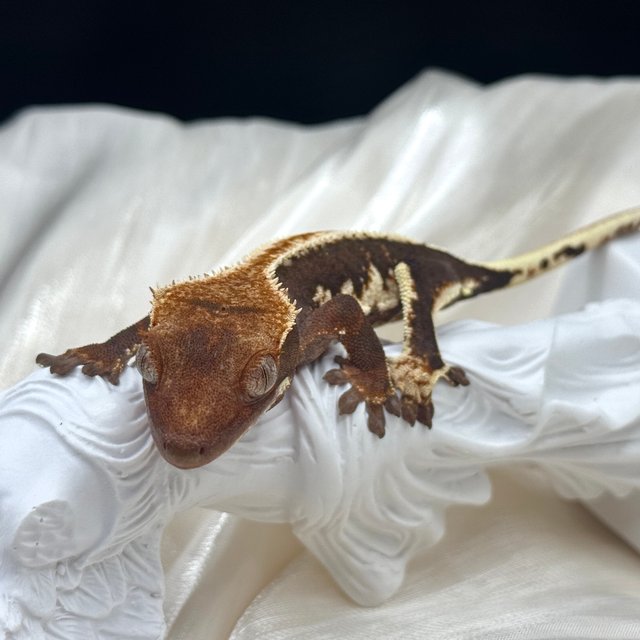 릴리100%헷아잔틱 챠콜