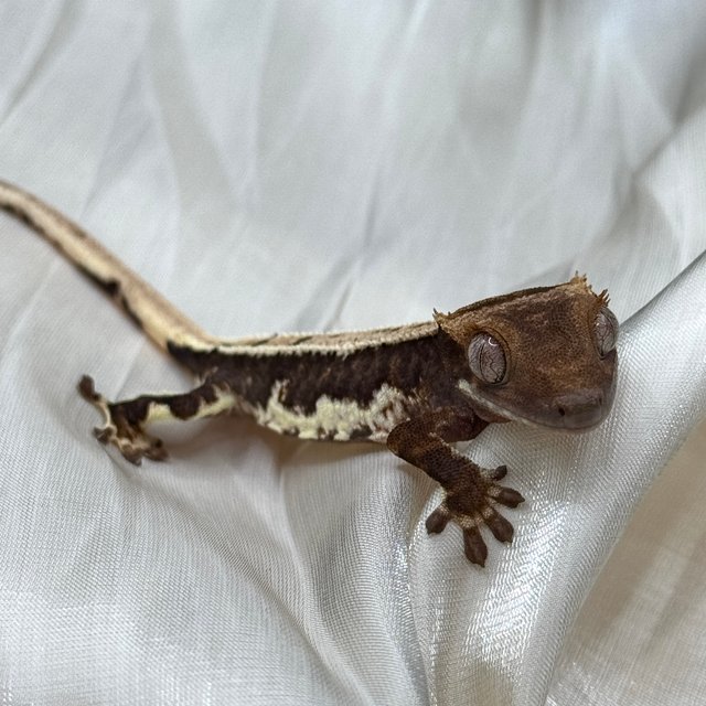 릴리100%헷아잔틱 챠콜