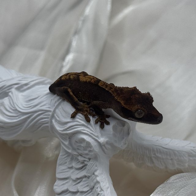 100%헷아잔틱 챠콜 플레임 알티