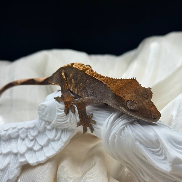 100%헷아잔틱 플레임 챠콜