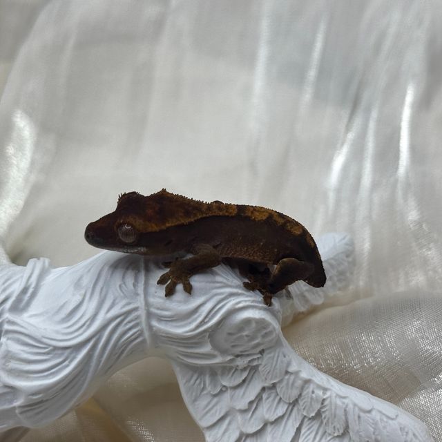 100%헷아잔틱 챠콜 플레임 알티