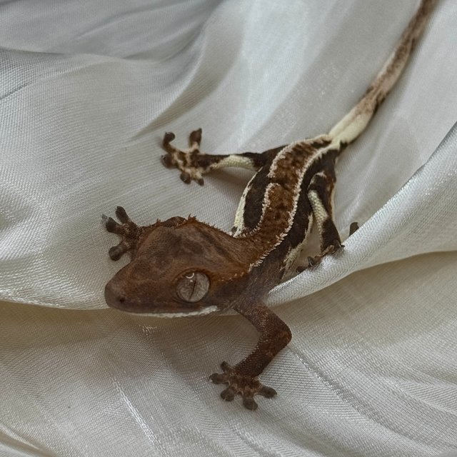 100%헷아잔틱 프라푸치노 다크