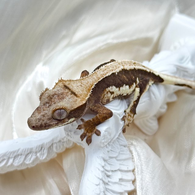 릴리100%헷아잔틱