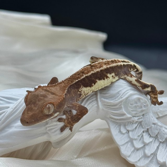 100%헷아잔틱 프라푸치노 다크