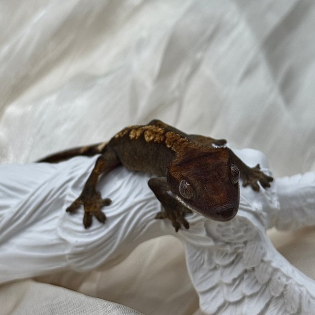 100%헷아잔틱 챠콜 플레임