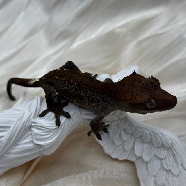 100%헷아잔틱 팬텀 챠콜 카푸치노