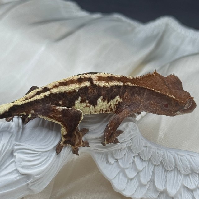 100%헷아잔틱 프라푸치노 챠콜