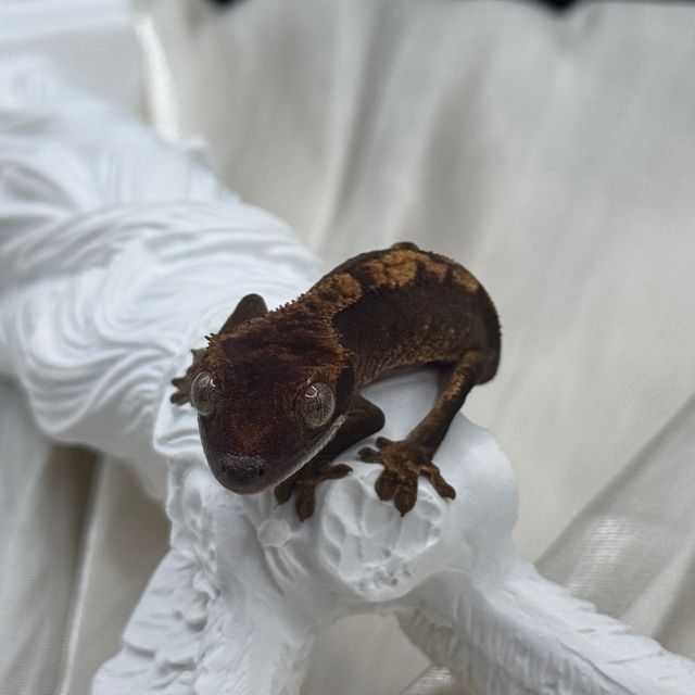 100%헷아잔틱 챠콜 플레임 알티