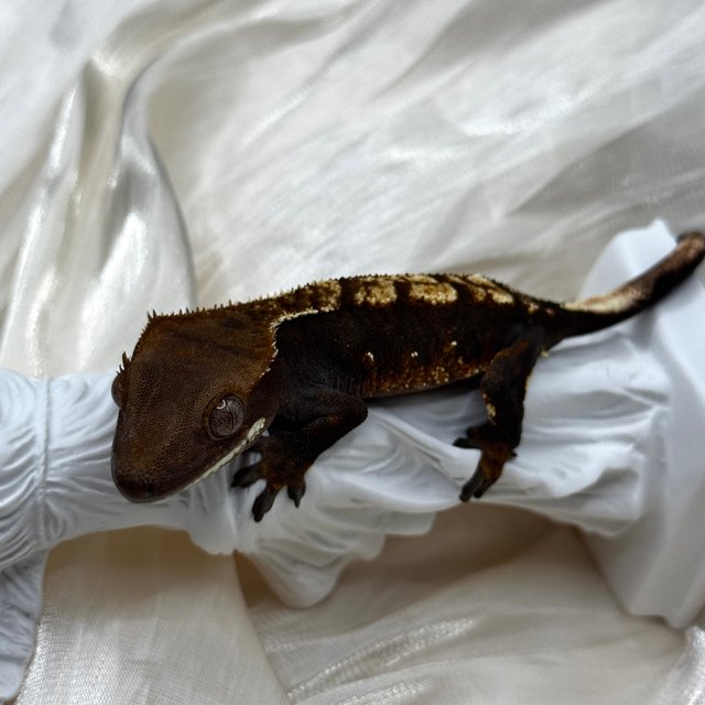 100%헷아잔틱 챠콜 플레임 알티