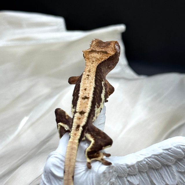 릴리100%헷아잔틱 챠콜