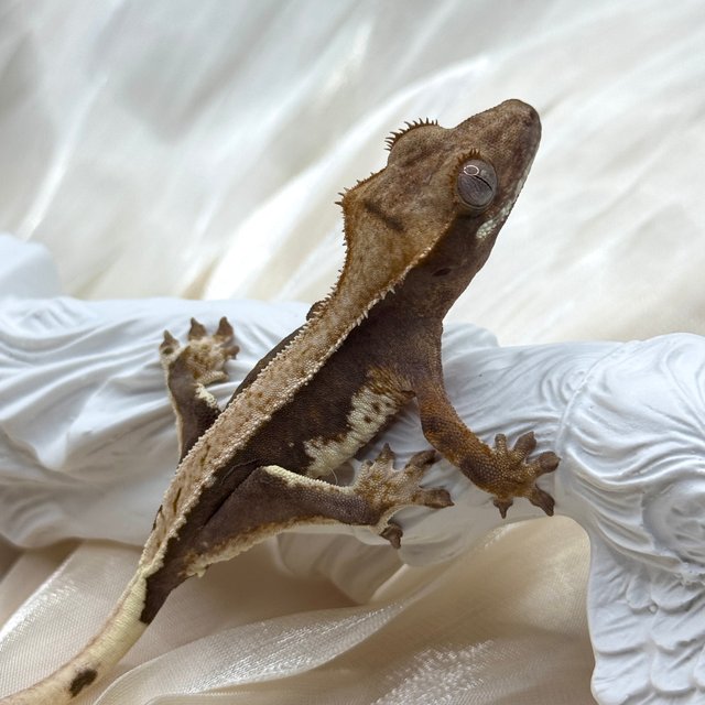 릴리100%헷아잔틱