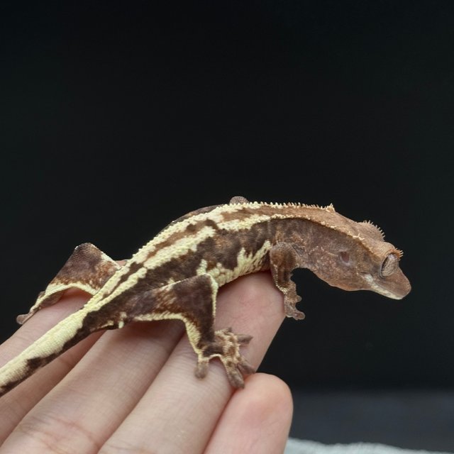 100%헷아잔틱 프라푸치노 챠콜