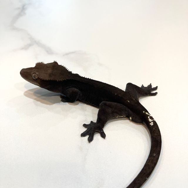 아잔틱 챠콜 알티 패턴리스