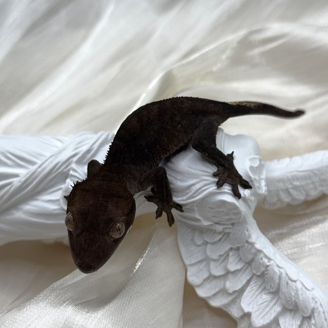 100%헷아잔틱 챠콜 패턴리스