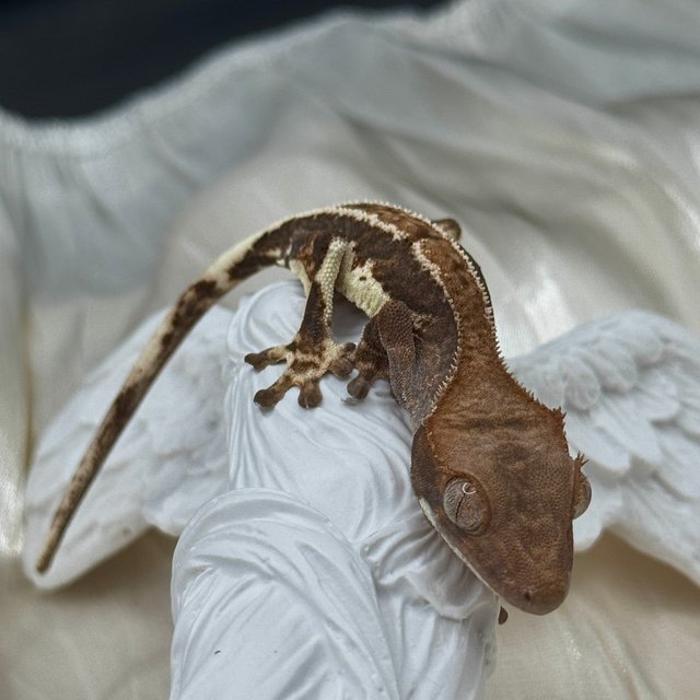 100%헷아잔틱 프라푸치노 다크