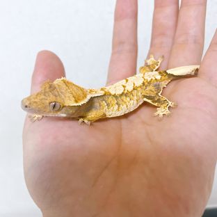 로어4