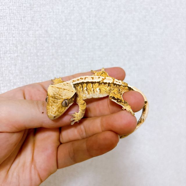 트라이 익스트림할리퀸