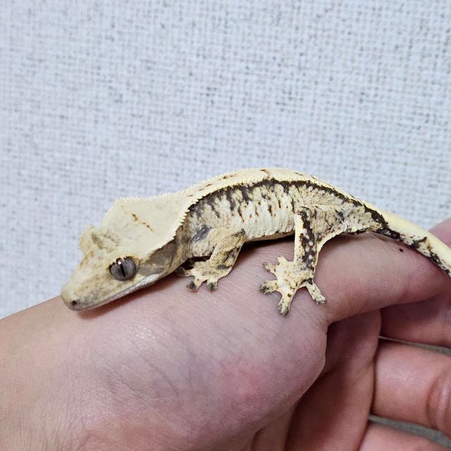 트라이 익스트림할리퀸