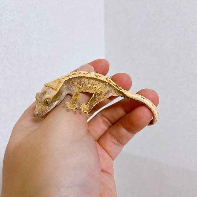 트라이 익스트림할리퀸