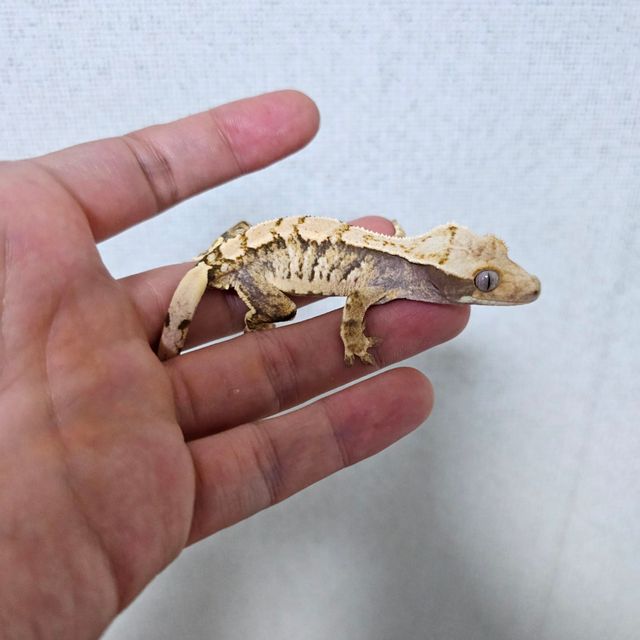 트라이 익스트림할리퀸