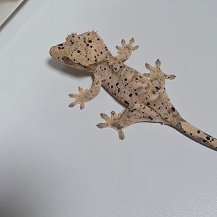 슈퍼달마시안 달마시안