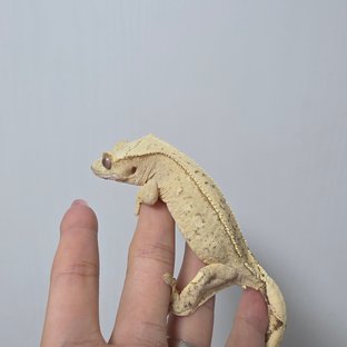 크림 크림시클 옐로우