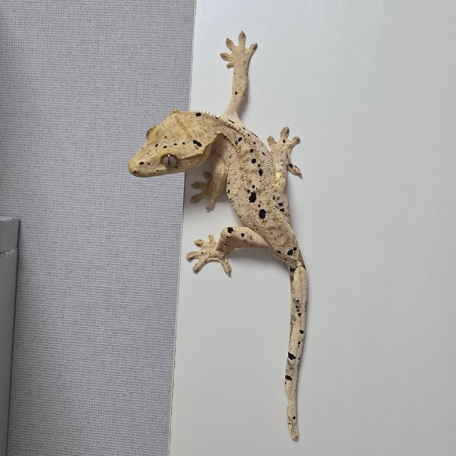 슈퍼달마시안 달마시안