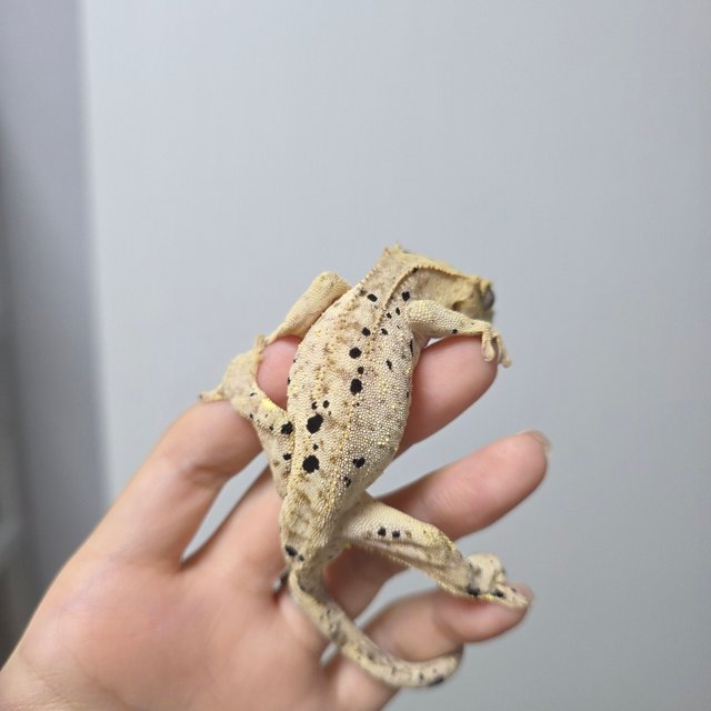 슈퍼달마시안 달마시안