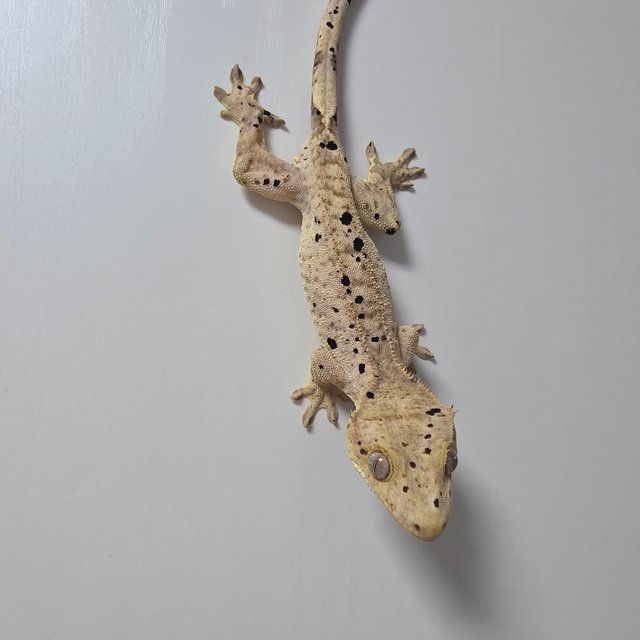 슈퍼달마시안 달마시안